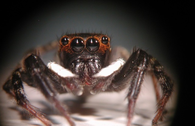 The four forward-facing eyes of a jumping spider.