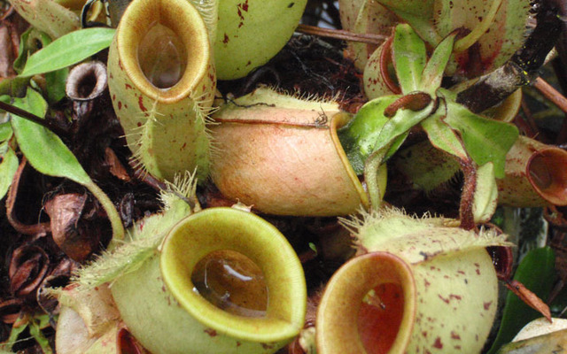 Some plants that grow in nutrient-poor soils aren't secretive about their carnivorous ways.