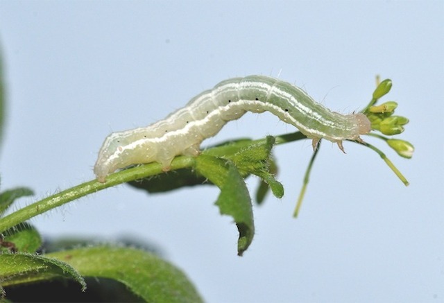 A cabbage looper on <em>Arabidopsis Thaliana</em>. 