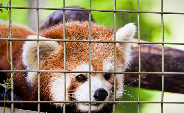 A proposal to put HTML video behind bars is making FIrefox sad