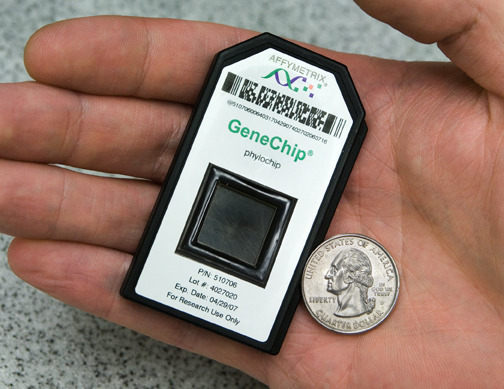A typical DNA chip, which has become a commodity purchase for most labs.
