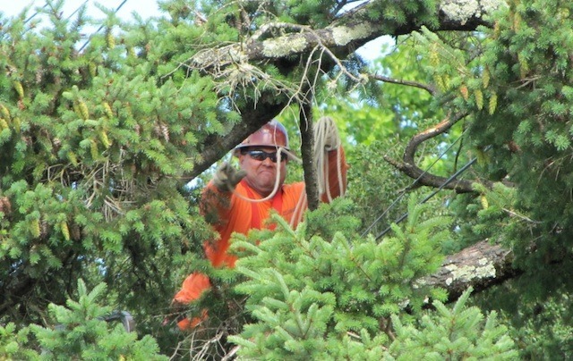 Sonic stringing fiber through the treetops