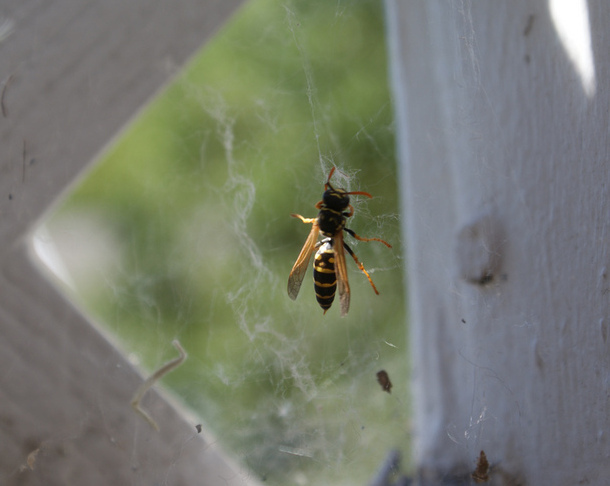 A lot of games seem perfectly content to let you suffer like this wasp, rather than gently helping you move on and... um... sting the end of the game