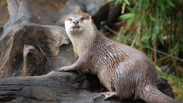 Asian small-clawed otter