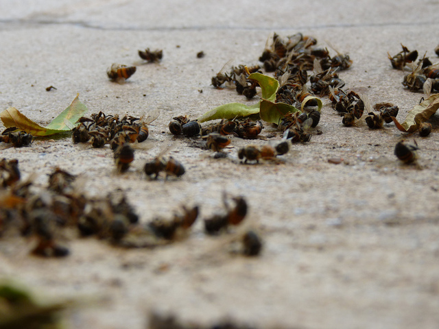 More evidence links a family of insecticides to bee colony collapse