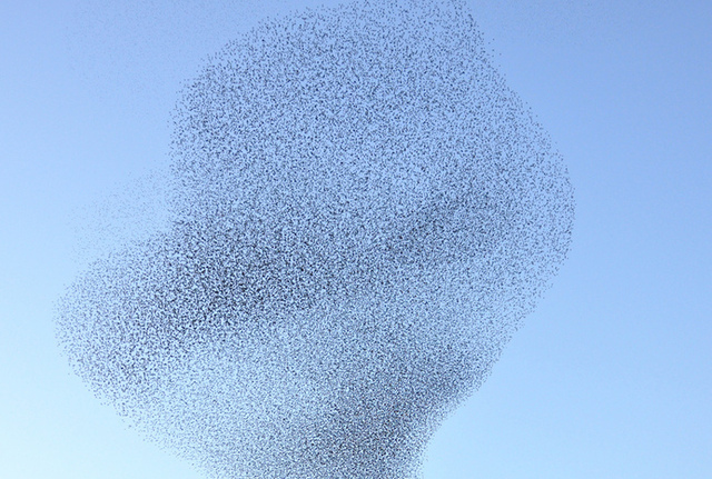 Modelling uncovers how birds flock together