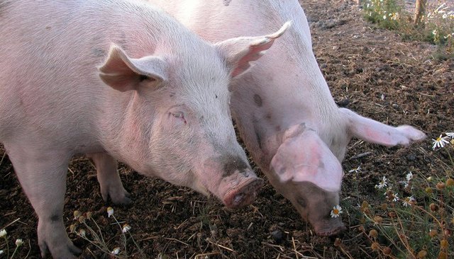 The week in science faces fears of exploding pigs