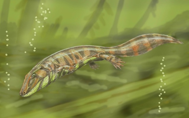 An amphibious tetrapod from the Carboniferous period