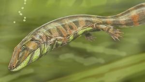 New fossil finds filling in history of tetrapods - Ars Technica