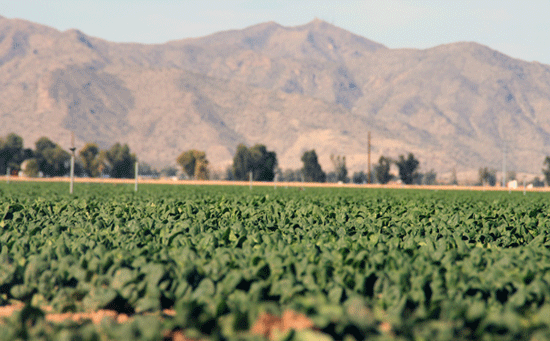 Going organic hurts veggies, OK for legumes