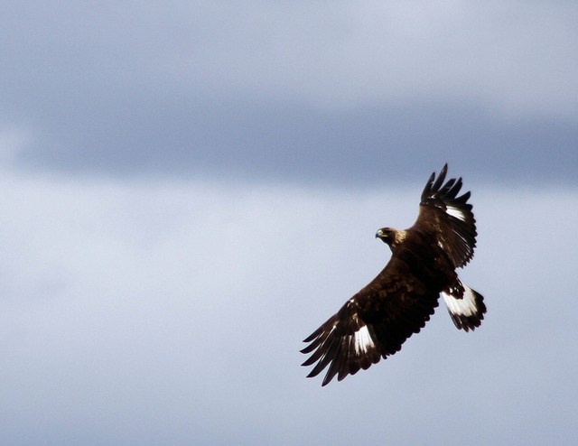 Usdas Wildlife Services Program Killing Endangered Species