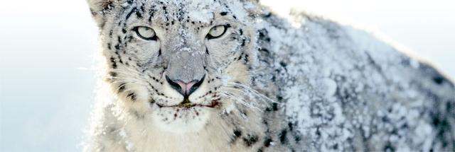 speed up apple snow leopard