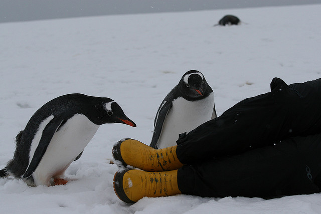 This penguin is also contemplating boots.