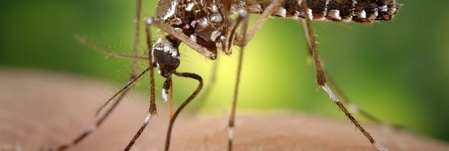 What happens during a Zika virus infection?