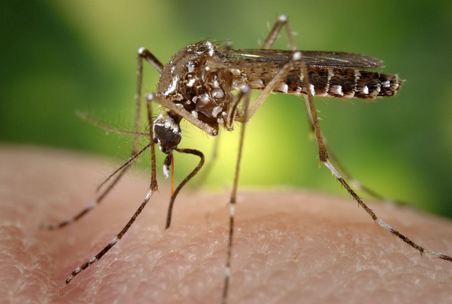 The genetics behind what mosquitos choose to bite