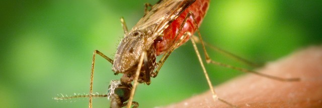 Mosquitos survive collisions with objects 50 times their weight ...