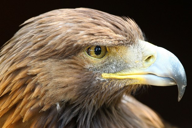 Scottish Conservation Group Maps The Decline Of British