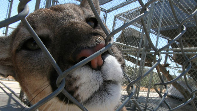 Apple plans to keep Mountain Lion in a protective cage, installing security patches automatically.