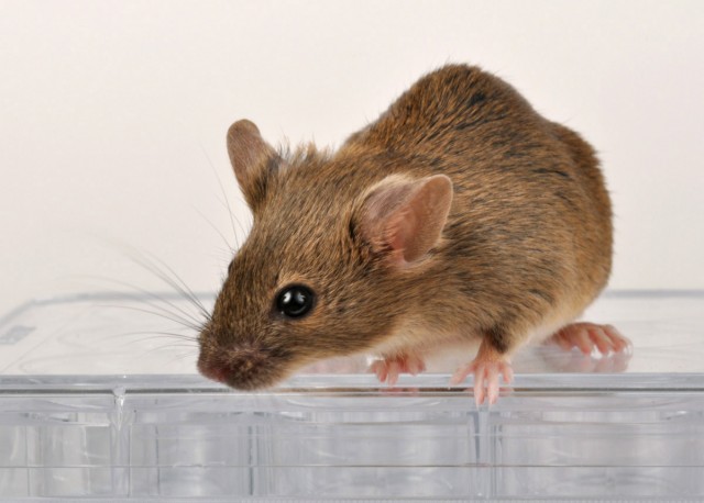 See, blind mice? Mouse eyeball drug restores light sensitivity