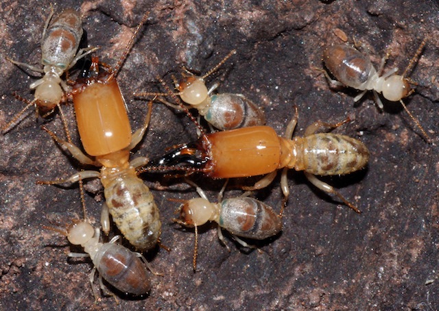 Workers with a blue backpack of death mix with their white peers and soldiers.