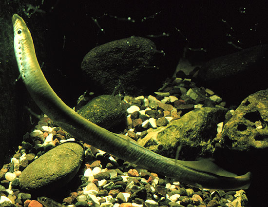The lamprey not only has a simplified body plan—it simplifies its genome down during development.