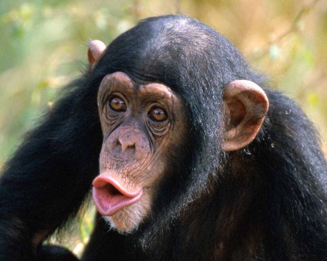 Crime and punishment, chimpanzee-style | Ars Technica