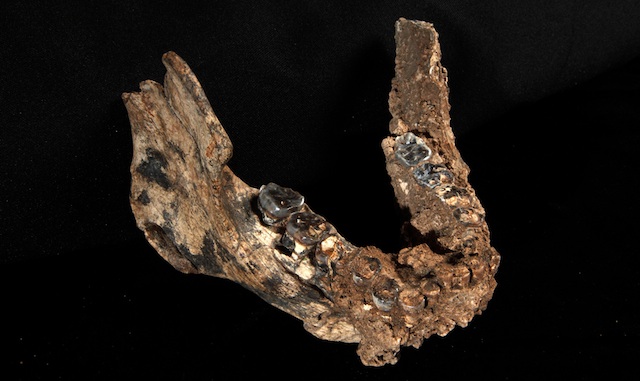 A recently discovered lower jaw helps clarify evolutionary relationships.