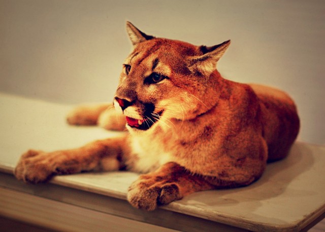 Believe it or not, Mountain Lion seems to run faster just sitting on your desk.