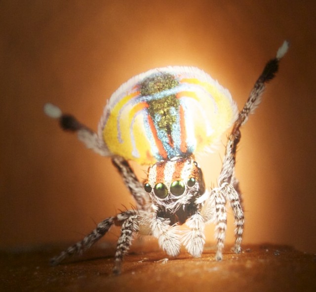 A peacock spider shows off four of its eyes, along with some impressive coloration.