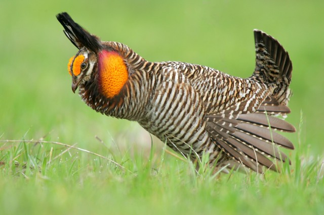 The Attwater's prairie chicken, one of the more charismatic species listed under the act.