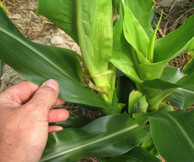 The genetically modified corn used in the experiments is engineered to limit damage from the herbicide Roundup.