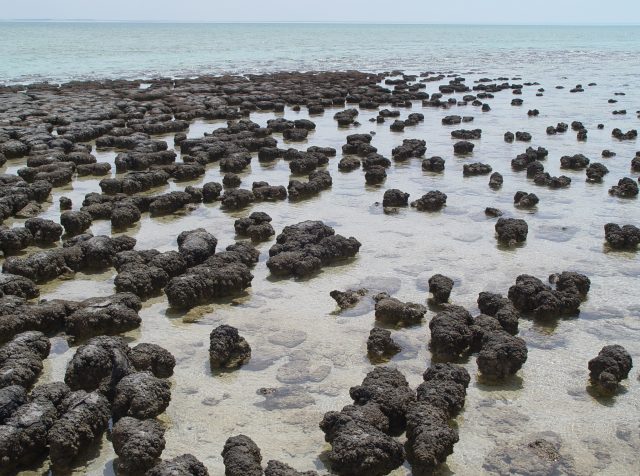 Modern-day stromatolites in Australia.