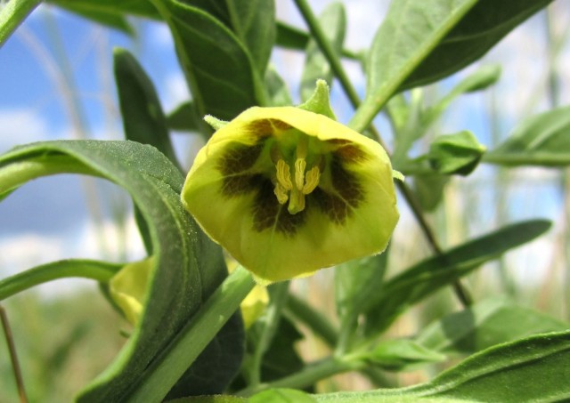 Researchers have isolated potential drugs from this plant, the wild tomatillo.