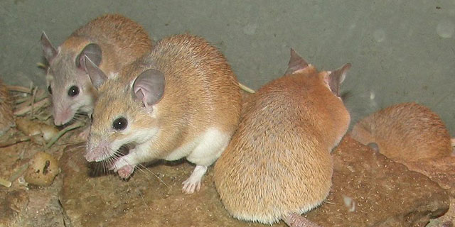 Spiny mice (Acomys dimidiatus) at the Louisville Zoo.