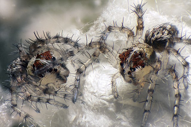 These recently hatched lynx spiders were imaged by Walter Piorkowski of South Beloit, Illinois.