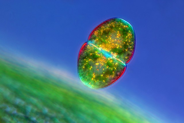 Marek Mis, a photographer from Poland, used polarized light to capture this image of a desmid.