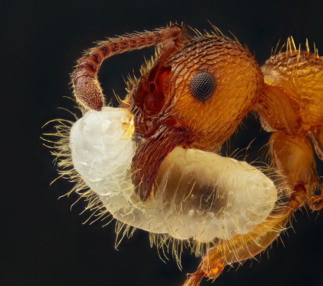 Geir Drange from Norway captured this ant carrying its larva.