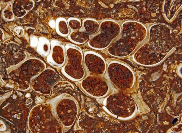 Douglas Moore of the University of Wisconsin-Stevens Point entered this image of a fossilized Turitella agate containing Elimia tenera (freshwater snails) and ostracods (seed shrimp).