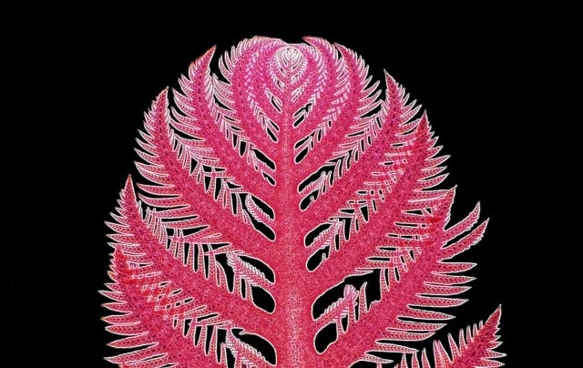 Dr. Arlene Wechezak sent in this image of red algae called Ptilota.