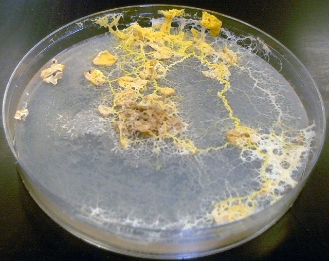 The filaments created by a slime mold, along with the slime left behind on paths it discards.