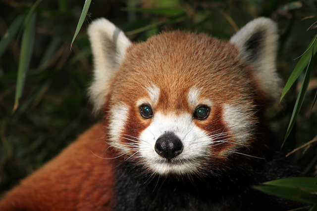 The Red Panda, or Firefox, is an adorable inhabitant of forests in foothills of the Himalayas.