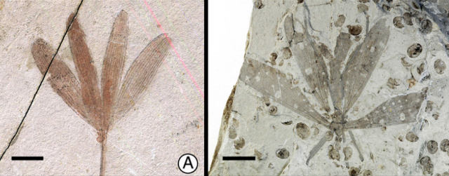 The insect in the sample at right looks a lot like the leaves of the tree labeled A.