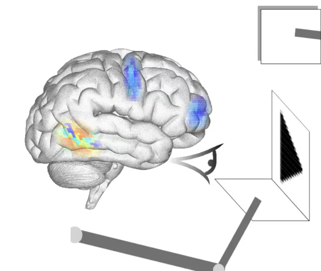 Model brain with 2.5 million neurons configures itself to solve problems