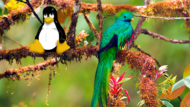 Tux shares a perch with Ubuntu 12.10's namesake bird