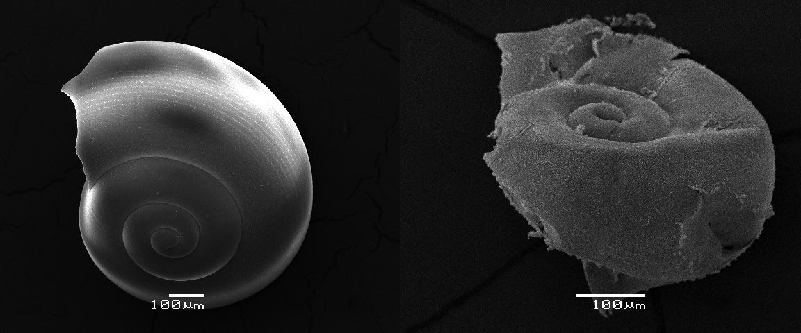 Ocean Acidification Pteropods