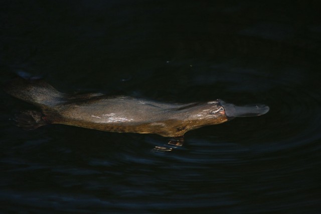 A platypus swimming in a Tasmanian river. It's unclear whether this one is an XXXXXXXXXX or XYXYXYXYXY.
