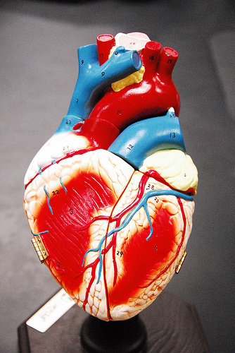 Researchers get cardiac muscle cells to grow, repair heart attack damage