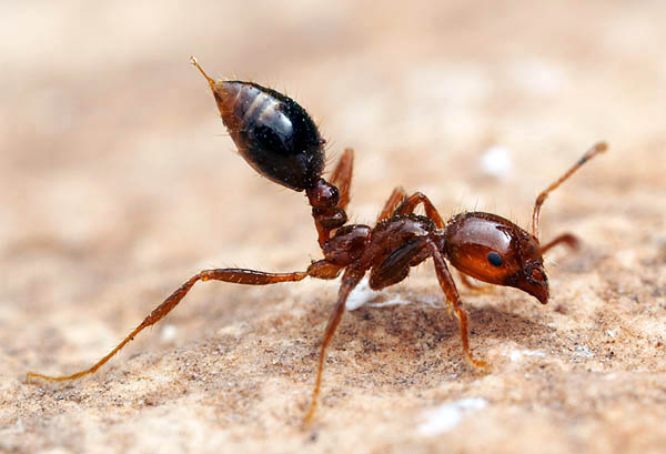 A fire ant shows off one of the reasons for its low popularity.