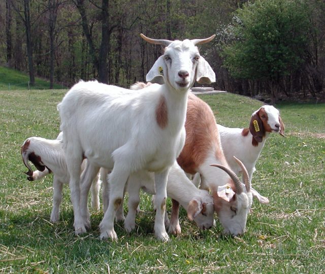 These happy looking goats would undoubtedly not run afoul of USDA regulations.