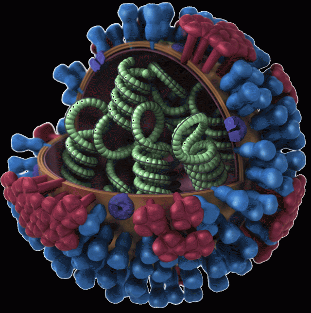 A schematic of the flu virus, with the H and N proteins shown on the surface in red and blue.